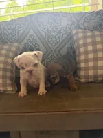Darla, a female English Bulldog for sale in Norcross, GA – 8 of 10