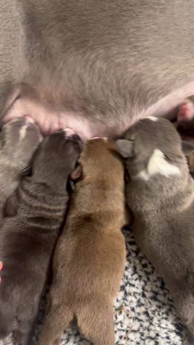Kona, a male American Bully for sale in Lawrenceville, GA – 10 of 10