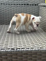Zyla, a female English Bulldog for sale in Lawrenceville, GA – 6 of 7