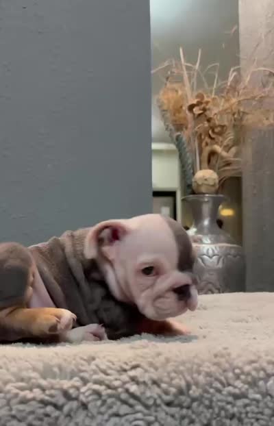 Tito, a male English Bulldog for sale in Lawrenceville, GA – 2 of 2