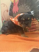 Maximus, a male English Bulldog for sale in Lawrenceville, GA – 7 of 10