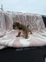 Soma, a female English Bulldog for sale in Norcross, GA – 3 of 4