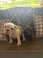 Darla, a female English Bulldog for sale in Norcross, GA – 5 of 10