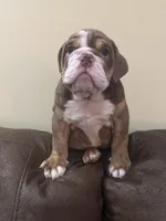 Cocoa , a male English Bulldog for sale in Norcross, GA – 2 of 9