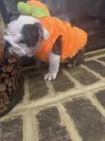 Lola, a female English Bulldog for sale in Lawrenceville, GA – 7 of 10
