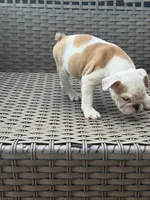 Zyla, a female English Bulldog for sale in Lawrenceville, GA – 5 of 7