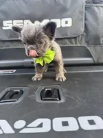 Sea doo , a  French Bulldog and Poodle - Miniature  for sale in Norcross, GA – 8 of 9