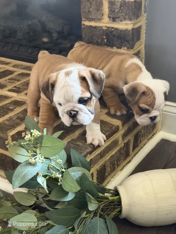 Lance – English Bulldog puppy for sale in Lawrenceville, GA