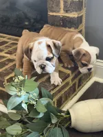 Lance, a male English Bulldog for sale in Lawrenceville, GA – 1 of 4