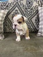 Marbles, a male English Bulldog for sale in Norcross, GA – 5 of 8