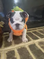 Lola, a female English Bulldog for sale in Lawrenceville, GA – 8 of 10
