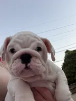 Lola, a female English Bulldog for sale in Norcross, GA – 9 of 10