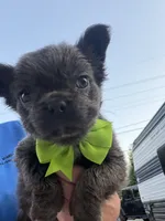 Sea doo , a  French Bulldog and Poodle - Miniature  for sale in Norcross, GA – 4 of 9