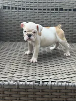 Zyla, a female English Bulldog for sale in Lawrenceville, GA – 4 of 7