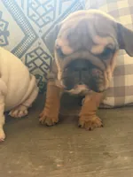 Darla, a female English Bulldog for sale in Norcross, GA – 10 of 10