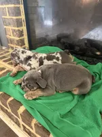 Storm , a male English Bulldog for sale in Norcross, GA – 3 of 9