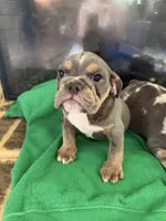 Storm , a male English Bulldog for sale in Norcross, GA – 6 of 9