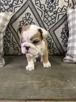 Marbles, a male English Bulldog for sale in Norcross, GA – 6 of 8
