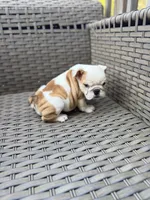 Myla, a female English Bulldog for sale in Lawrenceville, GA – 2 of 10