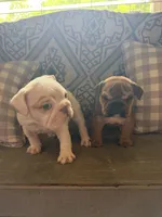 Darla, a female English Bulldog for sale in Norcross, GA – 4 of 10
