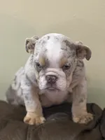 Marbles, a male English Bulldog for sale in Lawrenceville, GA – 4 of 5