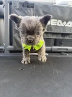 Sea doo , a  French Bulldog and Poodle - Miniature  for sale in Norcross, GA – 2 of 9