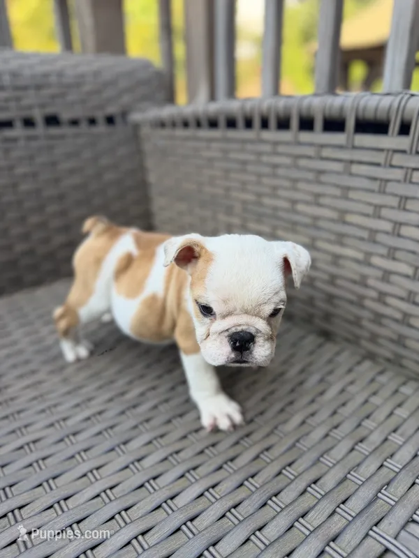 Myla – English Bulldog puppy for sale in Lawrenceville, GA