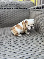 Myla, a female English Bulldog for sale in Lawrenceville, GA – 5 of 10