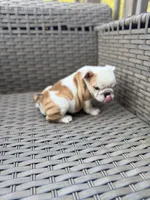 Myla, a female English Bulldog for sale in Lawrenceville, GA – 7 of 10
