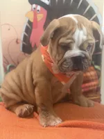 Buddy, a male English Bulldog for sale in Lawrenceville, GA – 5 of 7