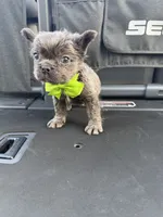 Sea doo , a  French Bulldog and Poodle - Miniature  for sale in Norcross, GA – 6 of 9