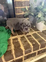 Storm , a male English Bulldog for sale in Norcross, GA – 7 of 9