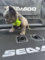 Sea doo , a  French Bulldog and Poodle - Miniature  for sale in Norcross, GA – 1 of 9