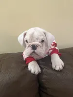 Lola, a female English Bulldog for sale in Norcross, GA – 7 of 10