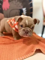 Cody , a male English Bulldog for sale in Lawrenceville, GA – 4 of 8