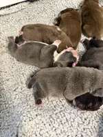 Kona, a male American Bully for sale in Lawrenceville, GA – 5 of 10