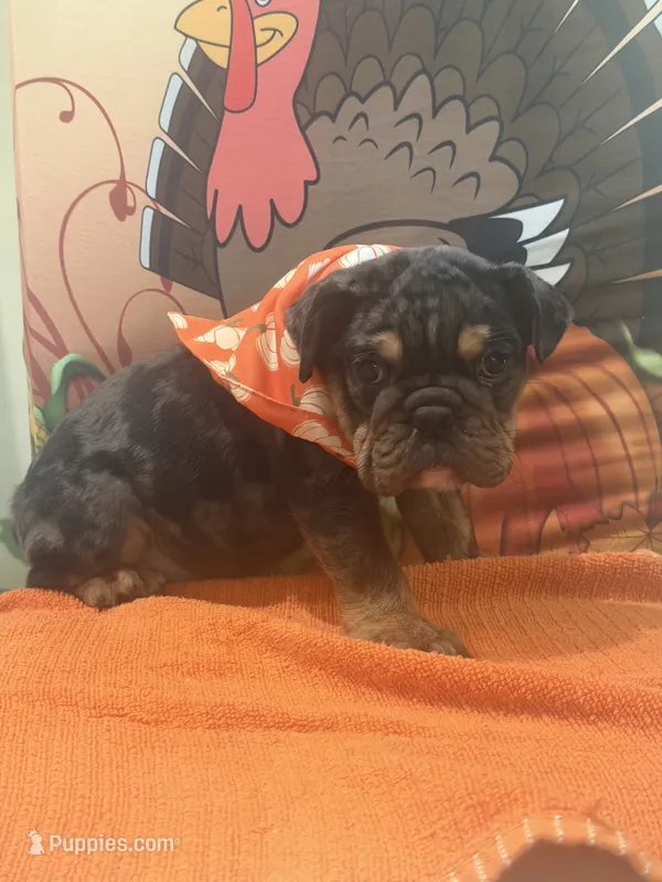 Maximus – English Bulldog puppy for sale in Lawrenceville, GA