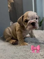 Koda, a male English Bulldog for sale in Lawrenceville, GA – 3 of 3