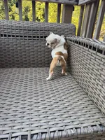 Myla, a female English Bulldog for sale in Lawrenceville, GA – 9 of 10