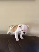 Zyla, a female English Bulldog for sale in Lawrenceville, GA – 7 of 7