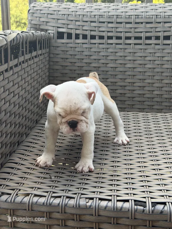 Zyla – English Bulldog puppy for sale in Lawrenceville, GA