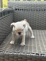 Zyla, a female English Bulldog for sale in Lawrenceville, GA – 1 of 7