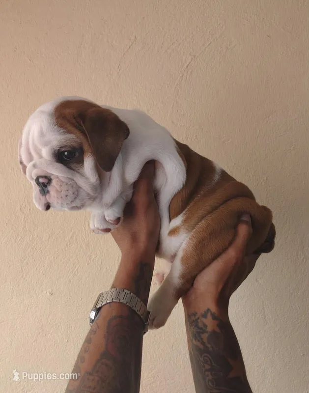 Jewel – English Bulldog puppy for sale in Lawrenceville, GA