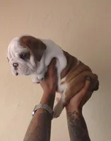 Jewel, a female English Bulldog for sale in Lawrenceville, GA – 1 of 3