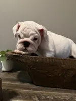 Lola, a female English Bulldog for sale in Norcross, GA – 10 of 10