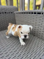 Myla, a female English Bulldog for sale in Lawrenceville, GA – 10 of 10