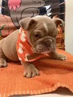 Cody , a male English Bulldog for sale in Lawrenceville, GA – 6 of 8