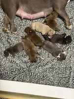 Kona, a male American Bully for sale in Lawrenceville, GA – 2 of 10