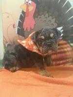 Maximus, a male English Bulldog for sale in Lawrenceville, GA – 5 of 10