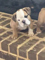 Lance, a male English Bulldog for sale in Lawrenceville, GA – 3 of 4